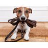 Lead for Speed Dog Walkers profile image