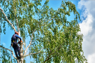 Tree Surgeons
